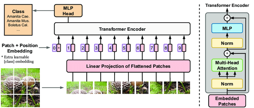 Vision Transformer Part 1. — Basics of ViTs (Vision Transformers) | by Ankit kumar | Medium Vision Transformer Part 1. — Basics of ViTs (Vision Transformers) | by Ankit kumar | Medium