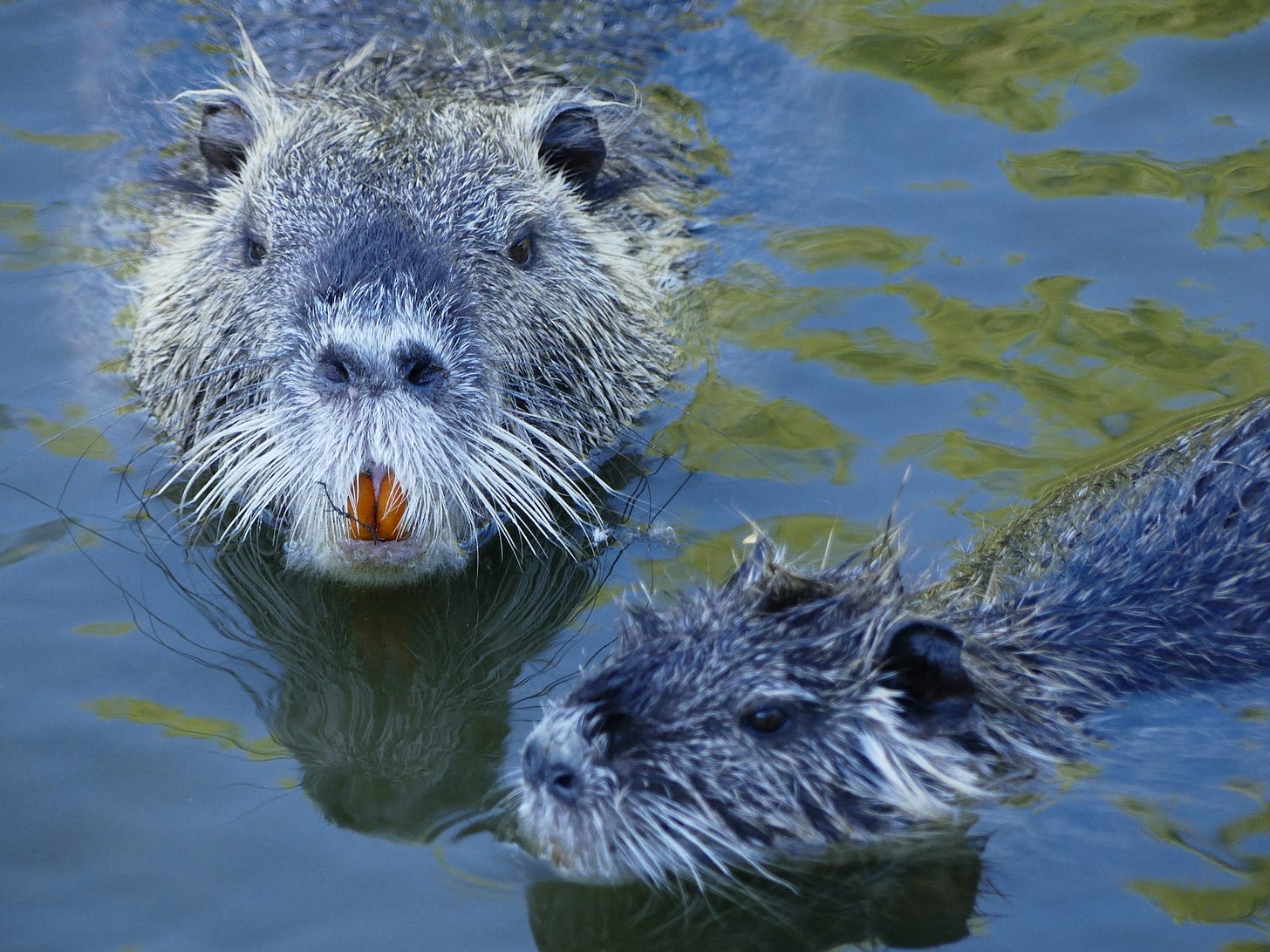 Two beavers swimming