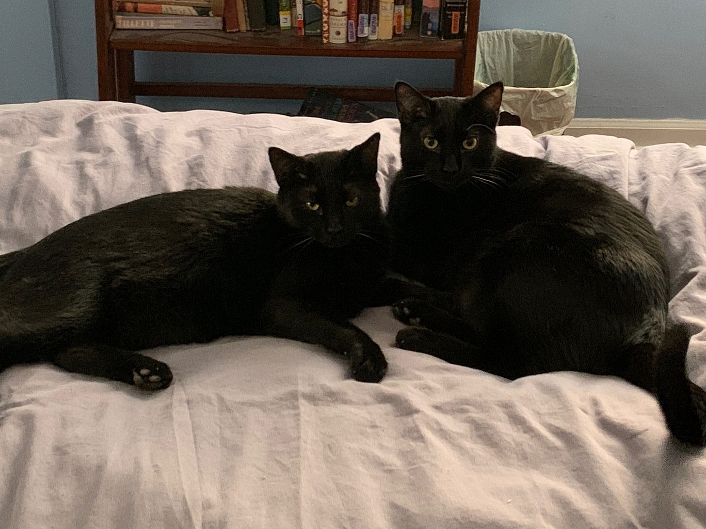 two black cats sitting together on a light gray blanket. The room is painted light blue and there is a small bookcase behind the cats.