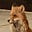 A. Fox's avatar