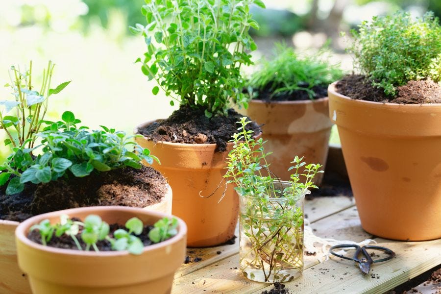 herbs in various container sizes