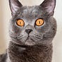 Felix K.'s avatar