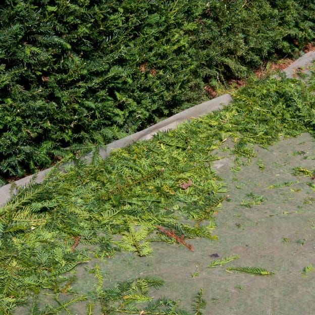 Substack profile picture for @trimmings