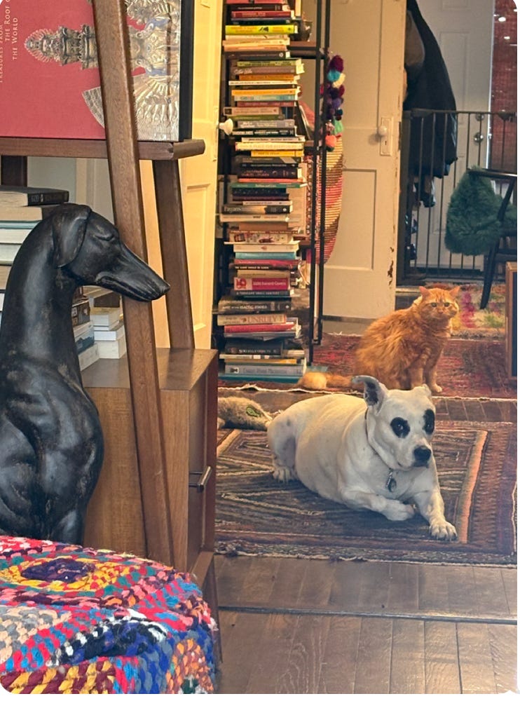 picture of my cluttered house; pit bull and large orange cat visible