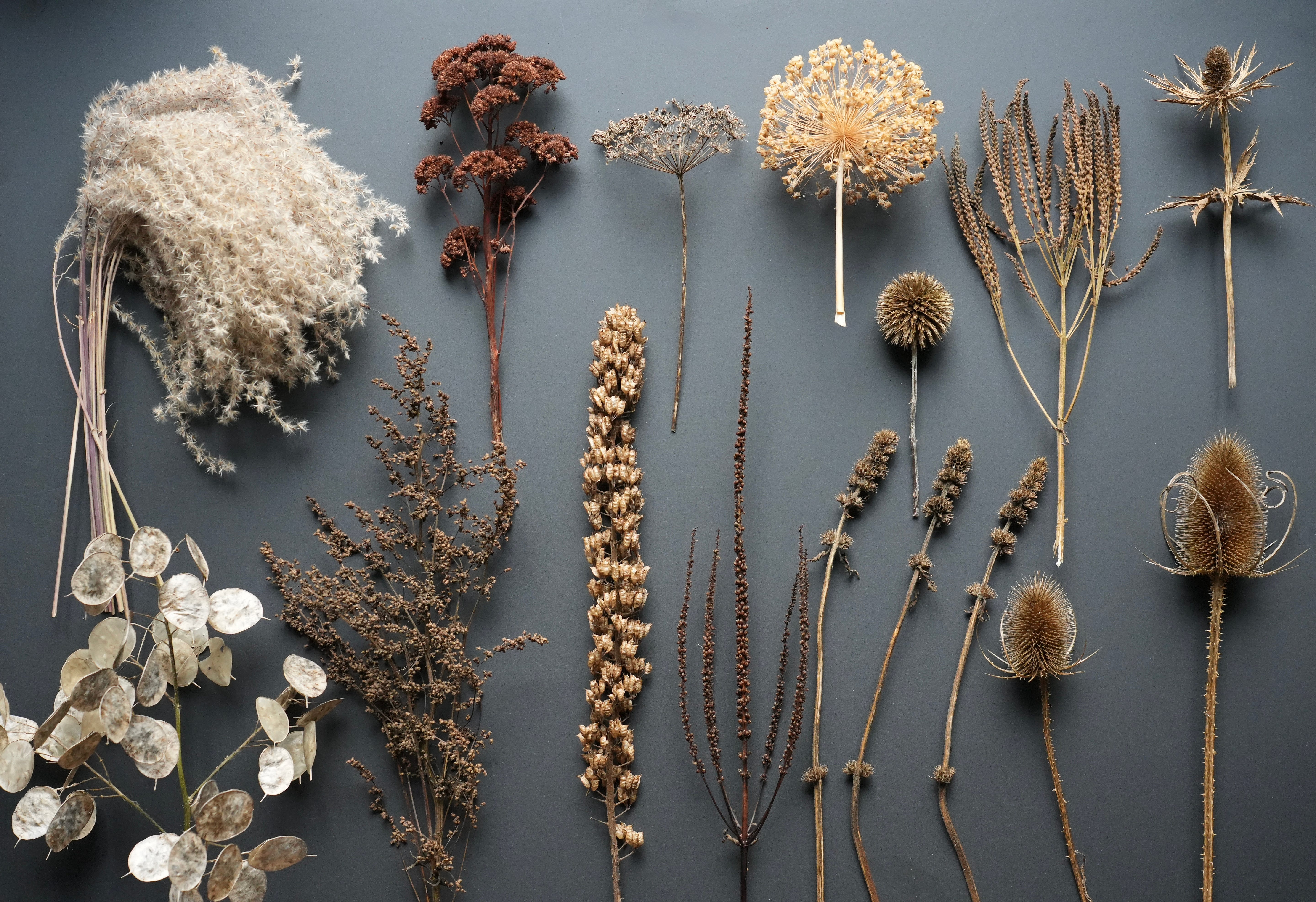 Dried seedheads gardening