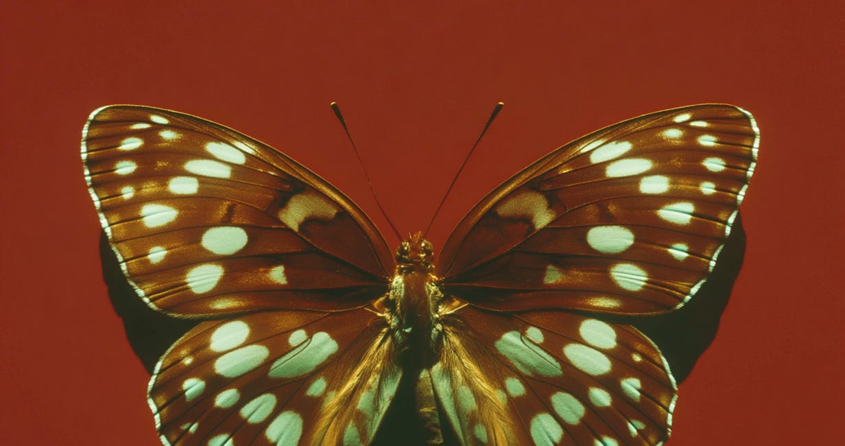 how to become antifragile