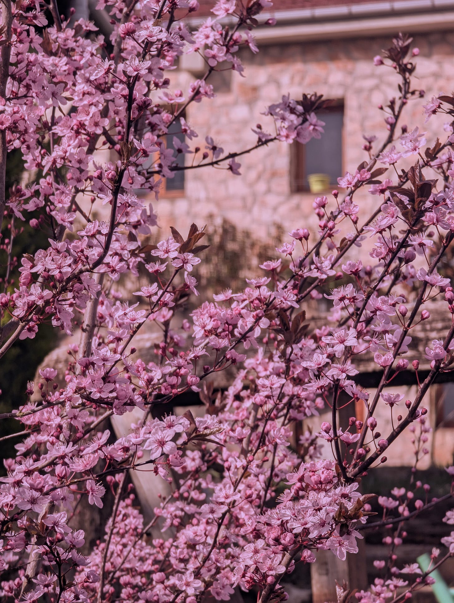 Fotografía personal de Iker Prieto Ramírez, empieza a florecer en Burgos