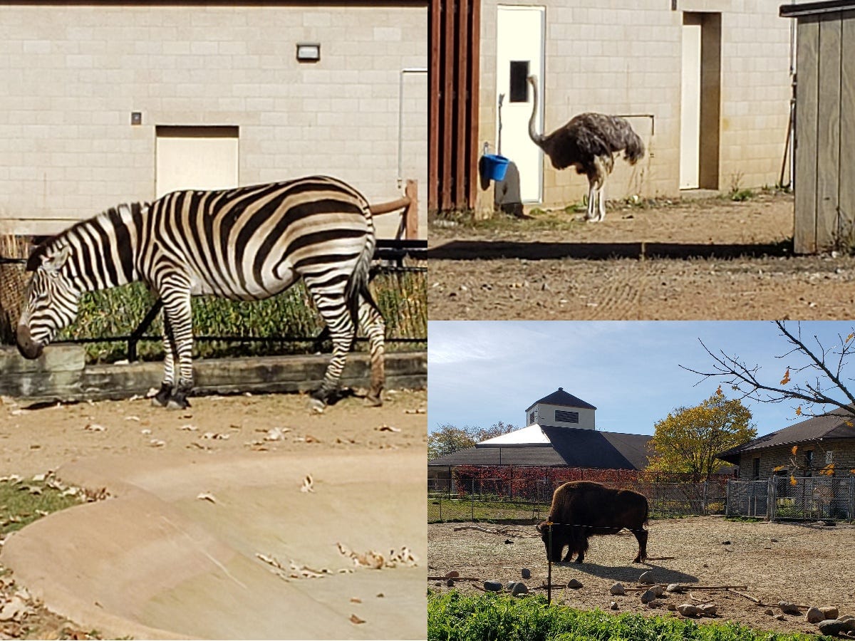A collage of three photos that show a zebra, an ostrich, and a bison from left to right clockwise.