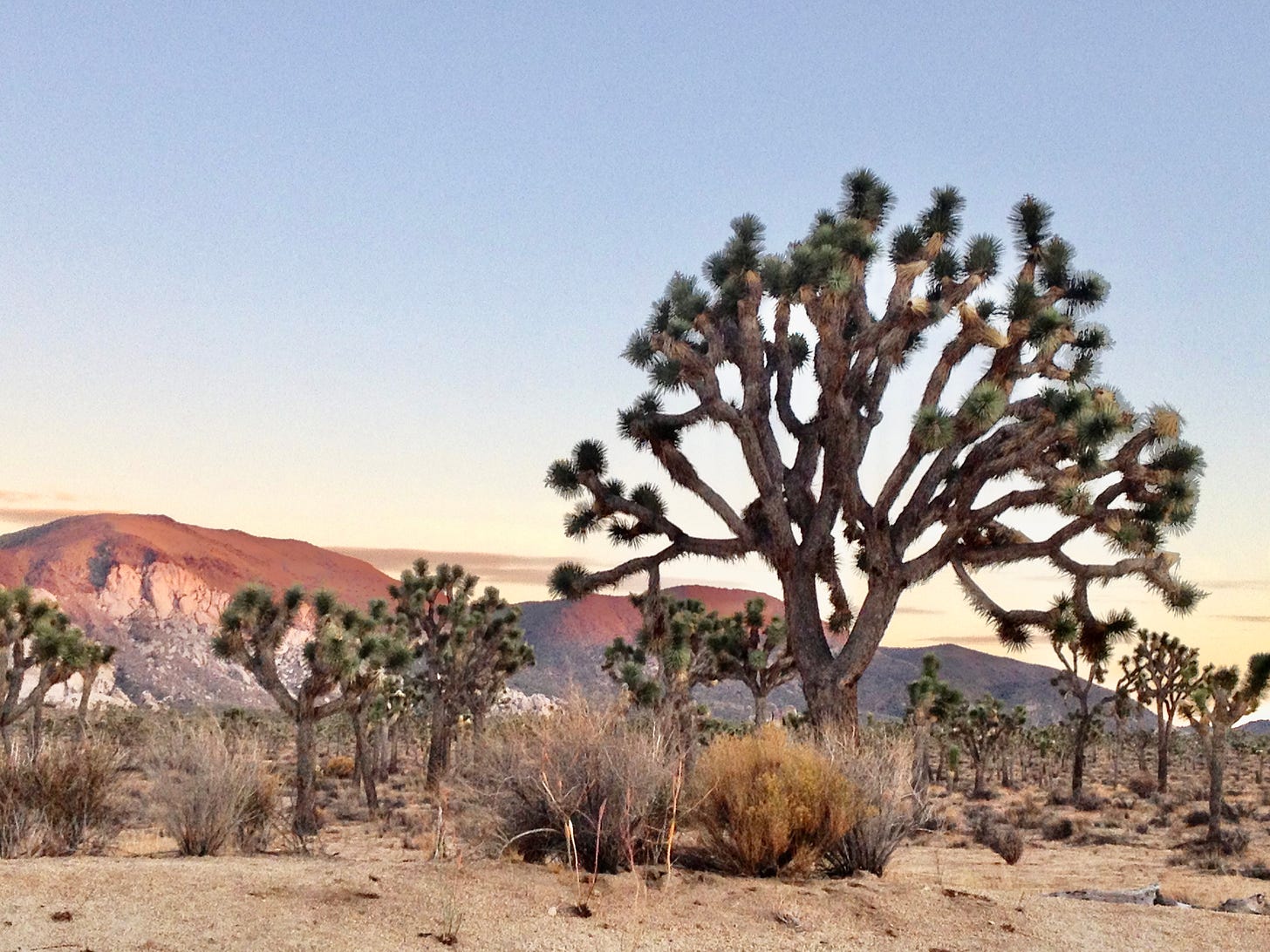 Joshua trees at Joshua tree national park