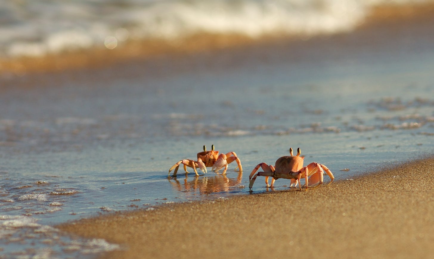 two crabs walking on a beach.
