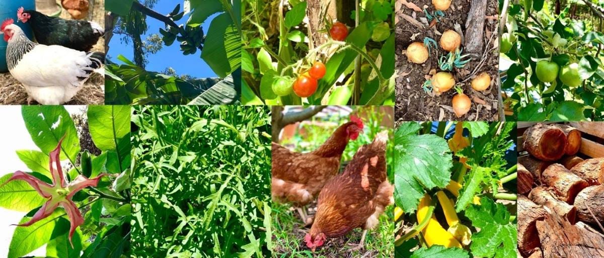 the 2024 edible garden trail in the blue mountains