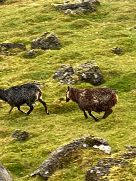 A gallery of Faroe Islands pictures