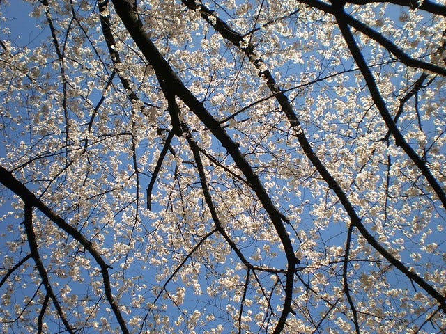 Cherry Blossom at the Prince Sakura Tower Hotel Cherry Blossom at the Prince Sakura Tower Hotel
