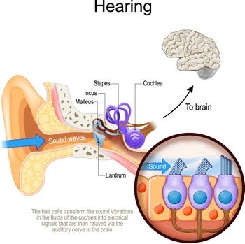 The Neuroscience of Hearing: How Your Brain Turns Sound Into Meaning