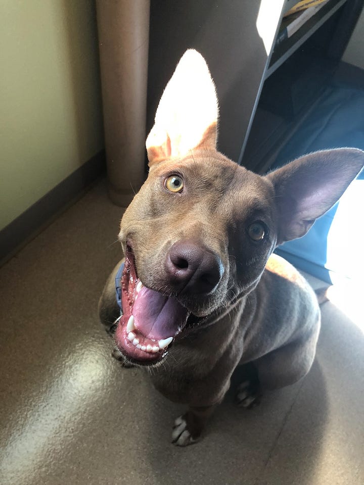 sweet pit bull rescue dogs awaiting their forever homes