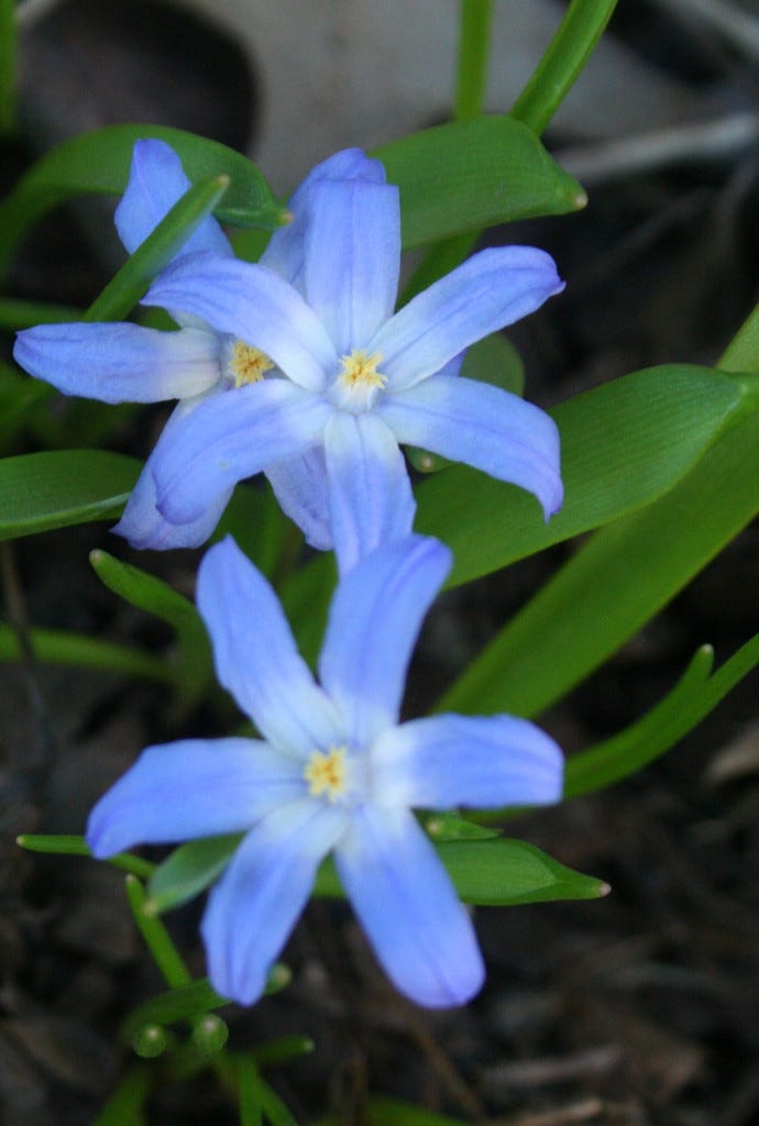 Minor Spring Bulbs Minor Bulbs, Major Impact - by Mary Schier