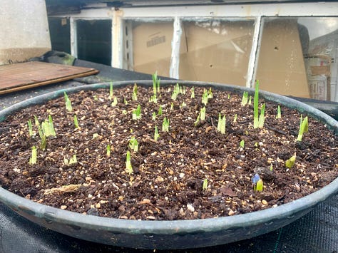 plant pots and soil