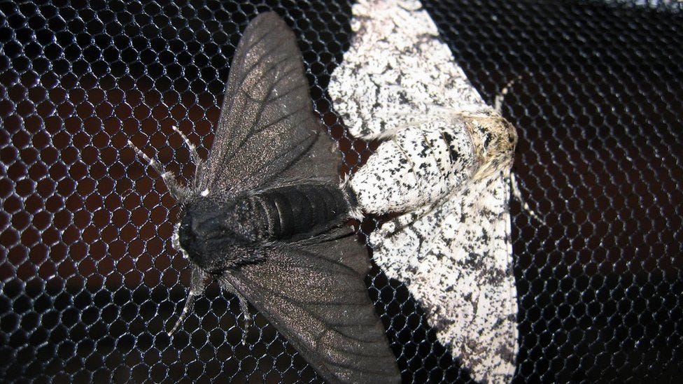 Famous peppered moth's dark secret revealed - BBC News