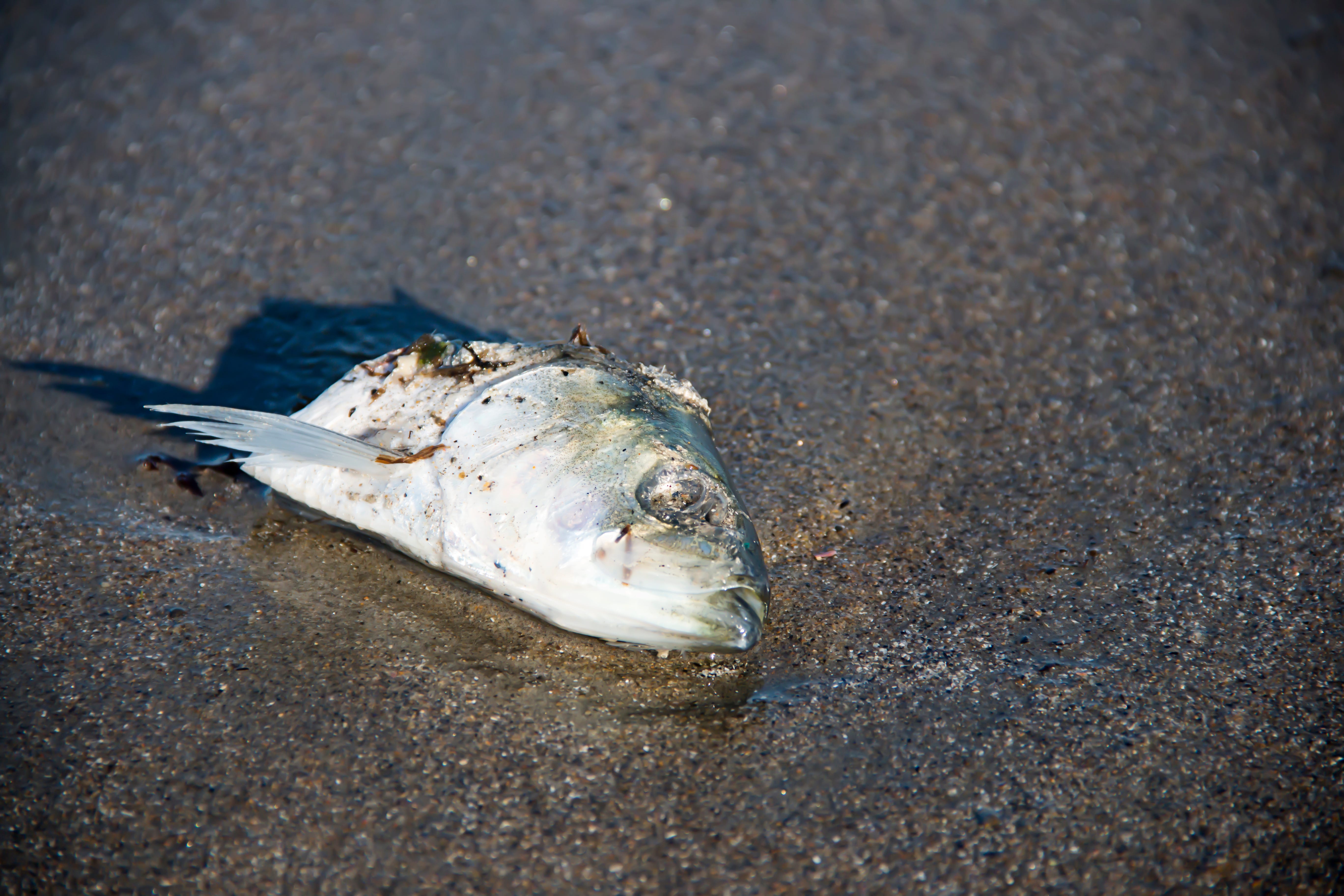 Insect In Rotten Fish The fish rots from the head: leadership in animal welfare.