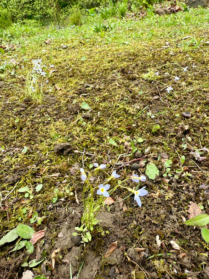 Replanting the Bluets in the highest part of the Woodland that was still in need of some spring fairy magic! Photo 1: finding weeds; 2: loosening soil; 3: pressing in bluets; 4: grouping a couple new plants together.