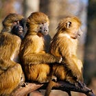 What monkeys can tell us about community