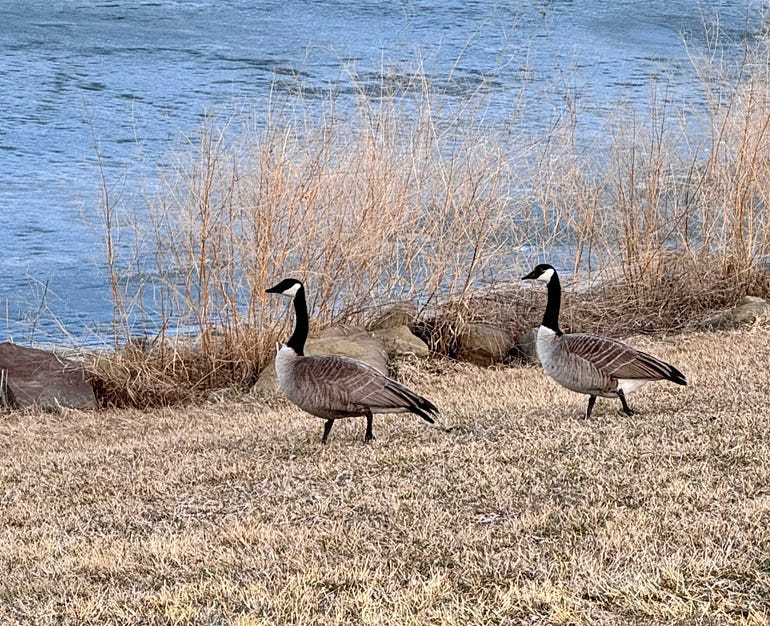 Photo by author – April 2025.. These are two of the regulars this year. They never honk at us, and I’m sure they recognize Cooper.