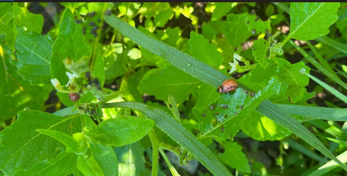 Colorado potato beetle grubs on black nightshade