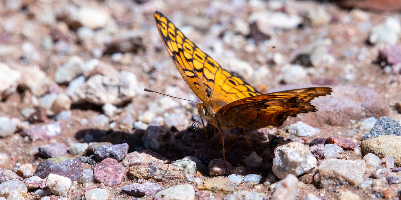Chase Butterflies, Not Waterfalls