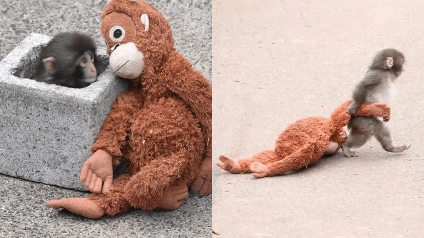 Punch the monkey has gone viral as the internet rallies behind him after  being abandoned by his mother