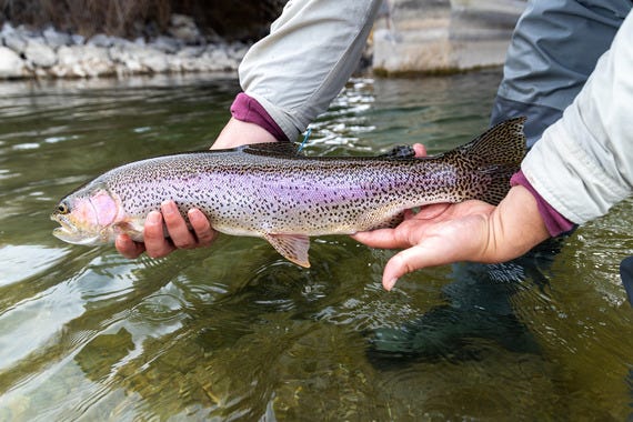 Tagged rainbow trout