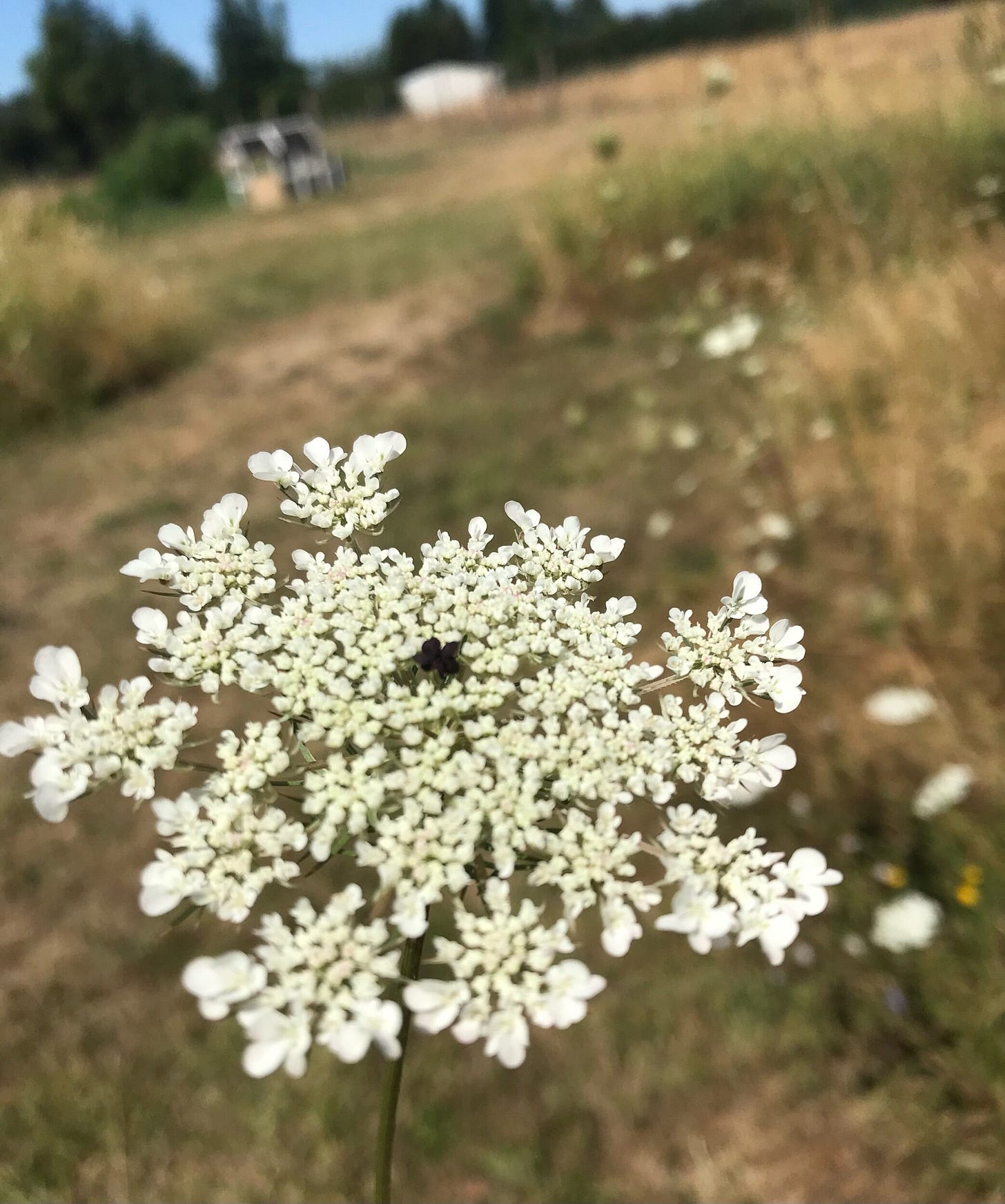The single purple flower of Queen Anne’s Lace, often referred to as Queen Anne herself.