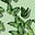 Green Butterfly's avatar