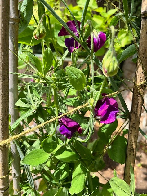 First image is of a plate with a brown-coloured ice cream and strawberries, second image is of green leave and purple sweet pea flowers, and finally some rhubarb getting washed in a kitchen sink.