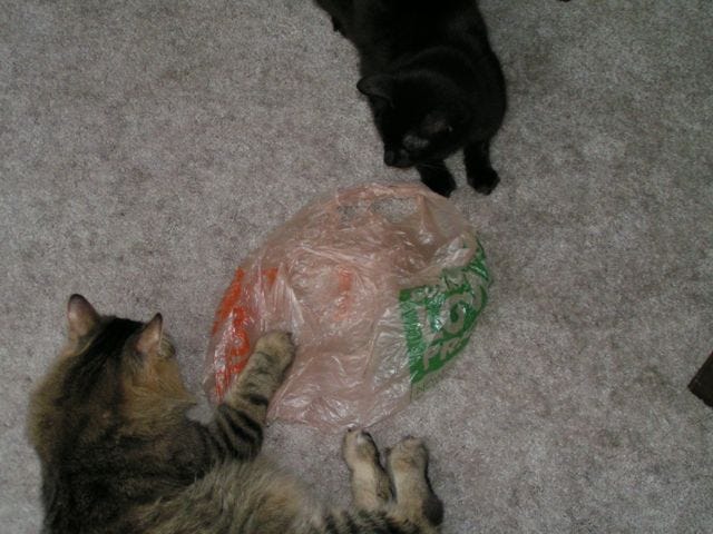 Cats_Like_Plastic Cats_Like_Plastic