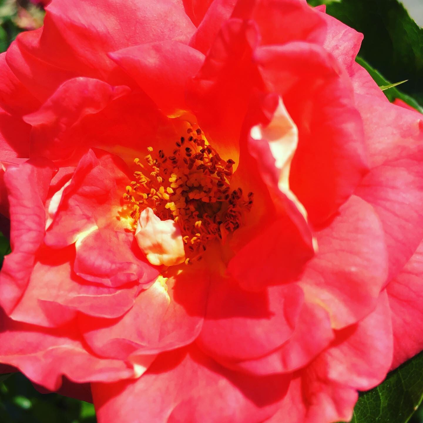 Dear creative dreamers