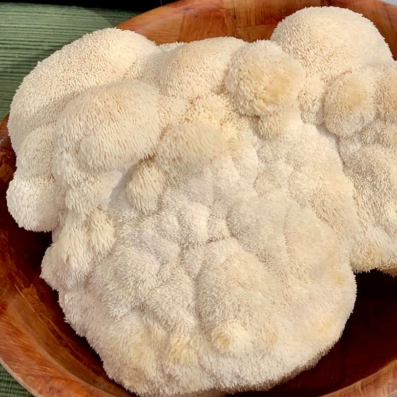 Lion's Mane Mushroom Tea – Brain Tea