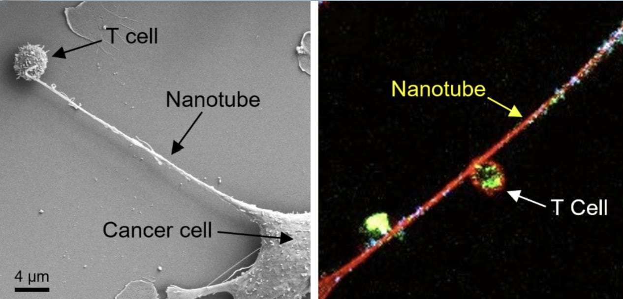 Left: Field emission scanning electron microscopy (FESEM) image shows the formation of a nanotube between a breast cancer cell and an immune cell. Right: Confocal microscopy image shows mitochondria (labeled with green fluorescence dye) traveling from a T cell to a cancer cell through the intercellular nanotube. DNA in the mitochondria was labeled with blue dye.