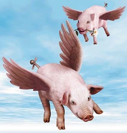Pin on It's all about the Piggies