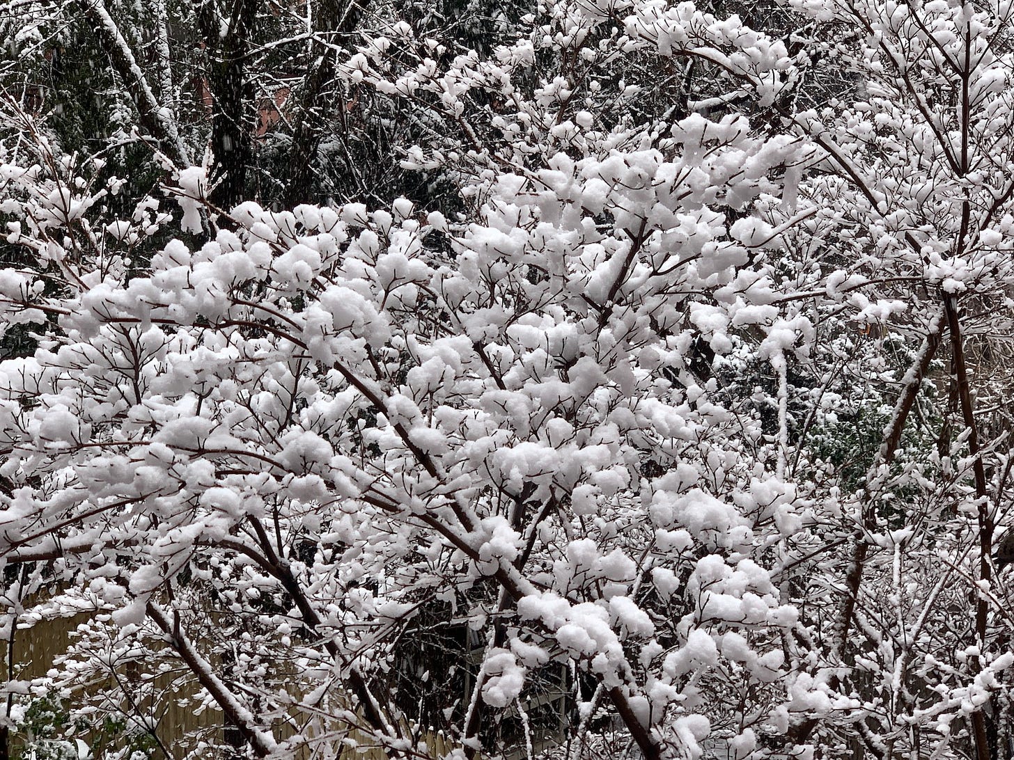 A lovely image of fluffy snow atop tree branches