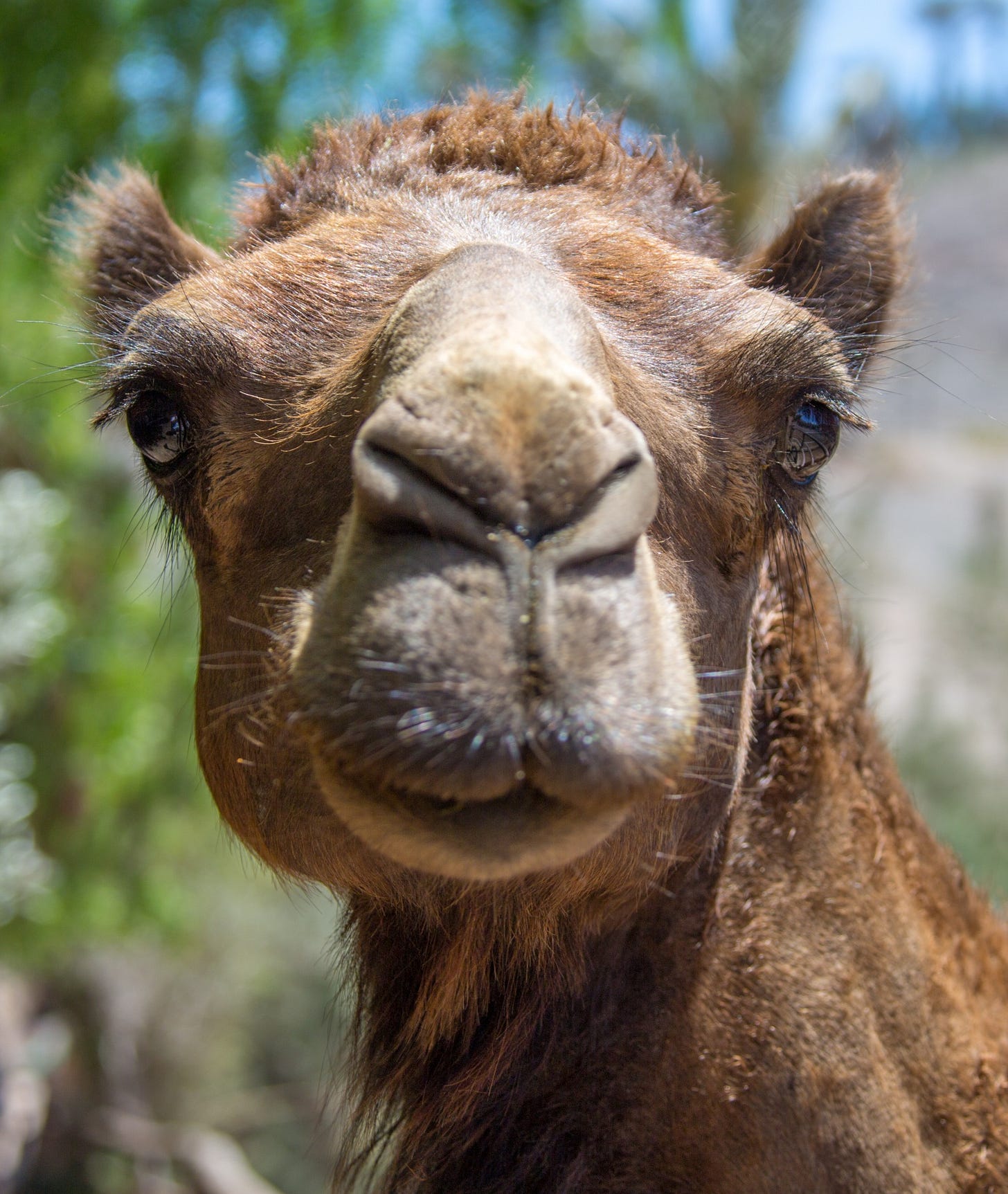 Camels | Michael Gerber