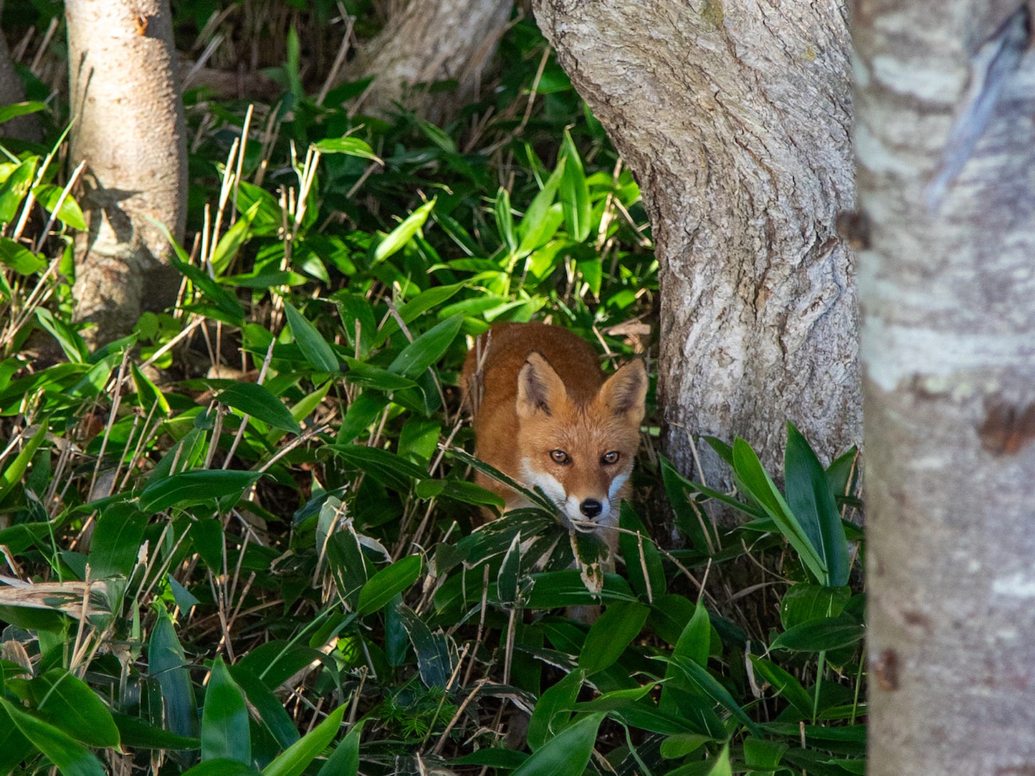 A red fox looking back from dense bamboo grass between tree trunks at the edge of the trail.