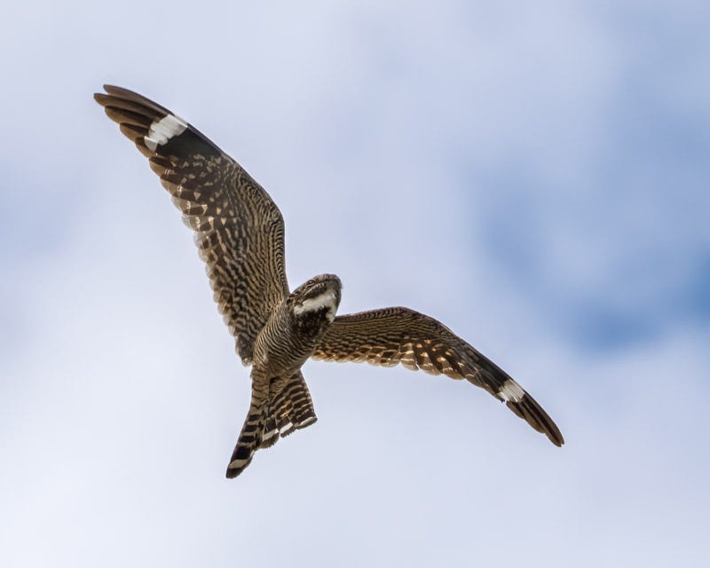 20260615-mby-1004-Edit.jpg
