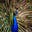 hawkwordness's avatar
