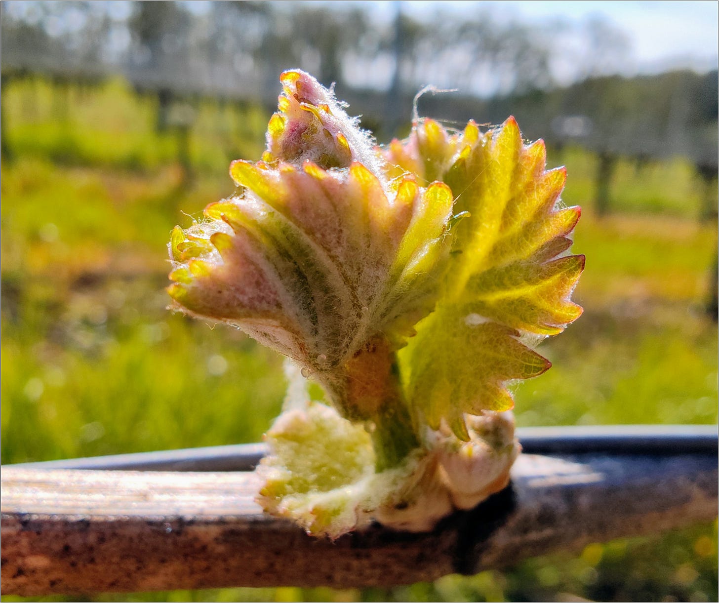 Pommard Clone bud break, Vintage 2024 at Amalie Robert Estate.