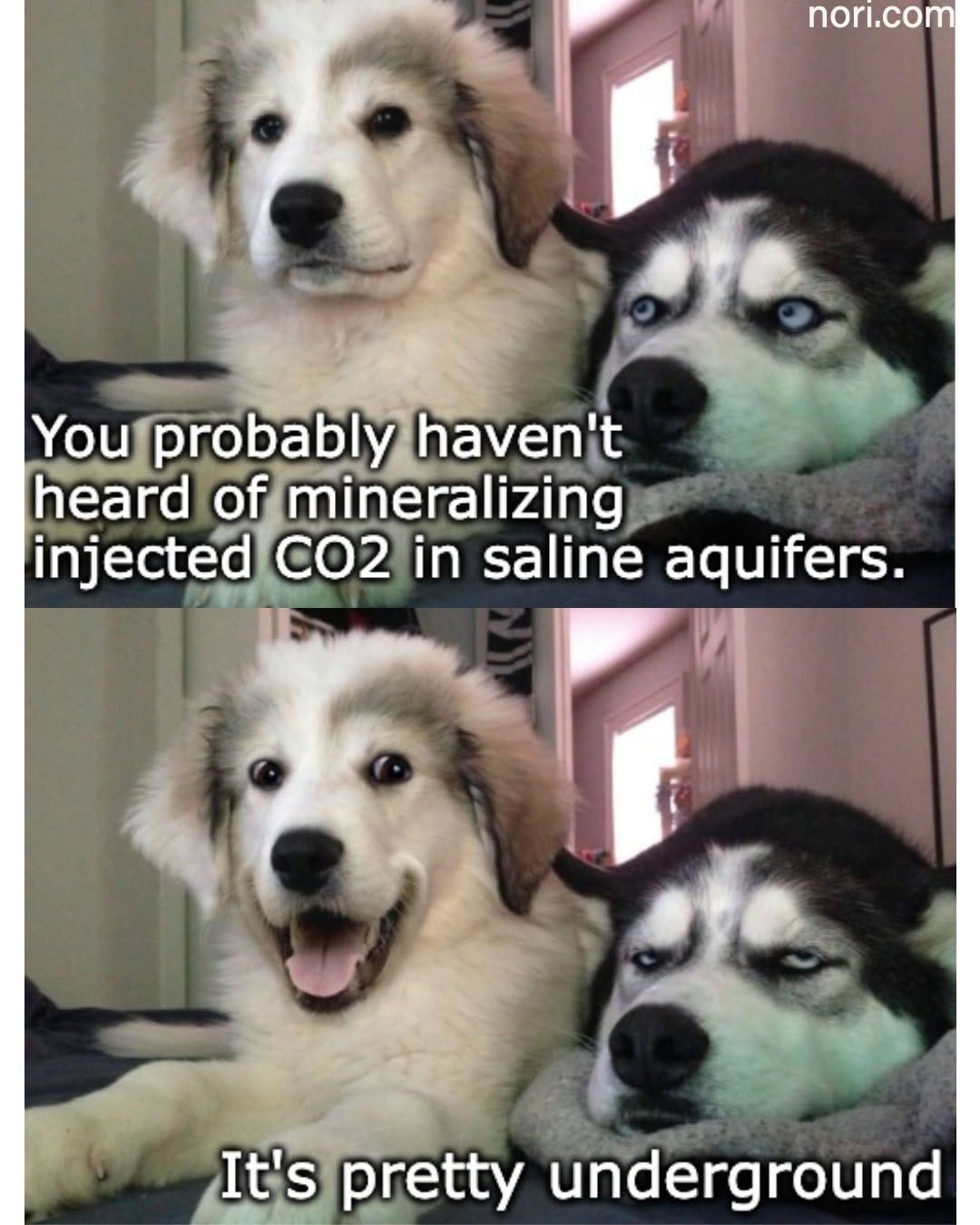 Two panels of a fluffy puppy beside a husky. "You probably haven't heard of mineralizing injected CO2 in saline aquifers." "It's pretty underground."