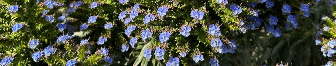 plant with flowers