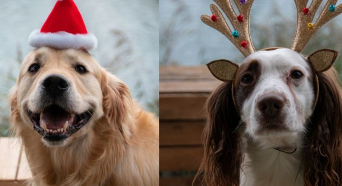 Two pictures - one of a golden retriever wearing a red Santa hat and one of a spaniel wearing sparkly antlers