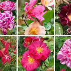 How to choose roses, and how to build up a planting plan for your borders