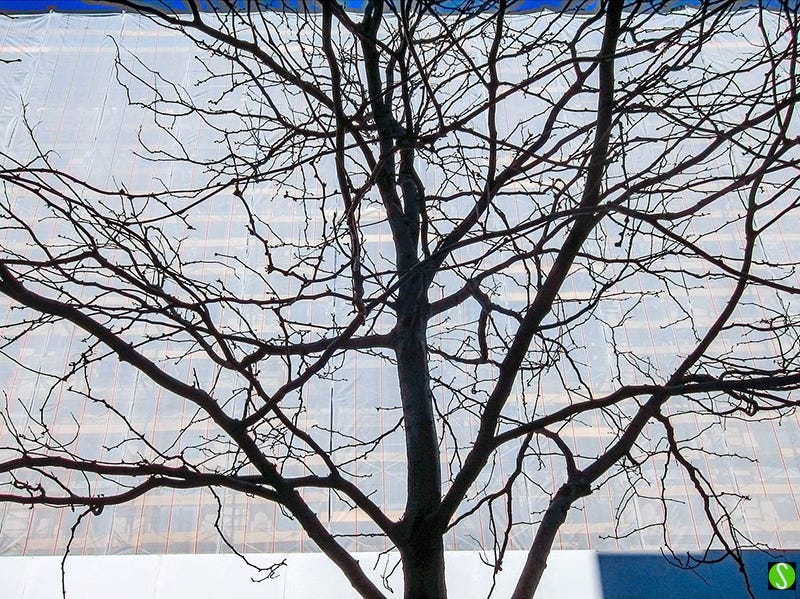 Steve Butcher photo of tree in front of wrapped building NYC