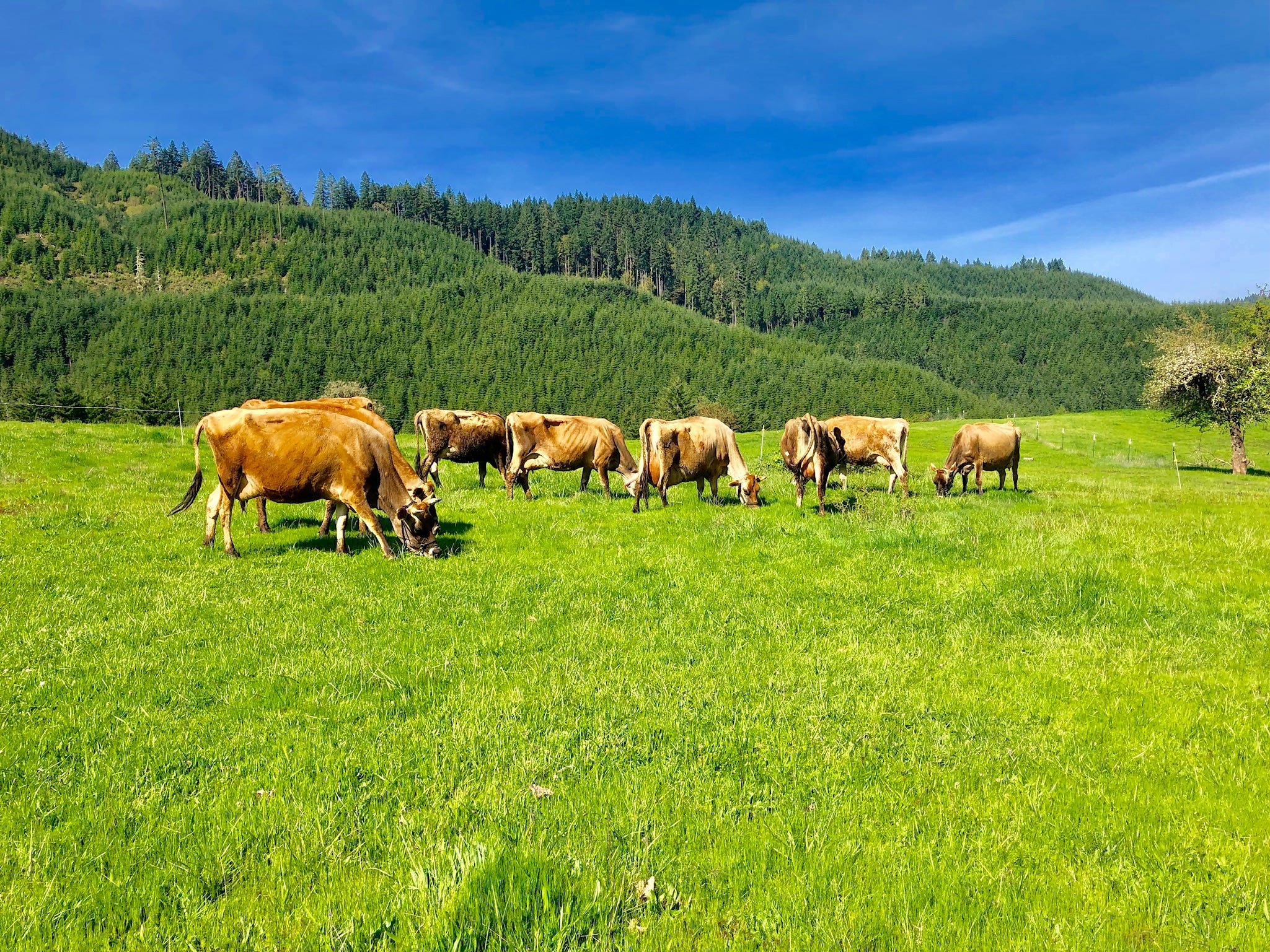 Orthomolecular Restorative Farming